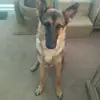 jadenbrock.10 - @i_have_dog_named_zara - TikTok