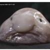 Blobfish - @jadendoyle38 - TikTok