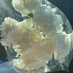 Jaiden Duffy - Facebook
