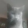 Horse_Girl546 - @jadengarrett56 - TikTok