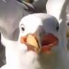 Jaden_holt_2 - @jaden_holt_2 - TikTok