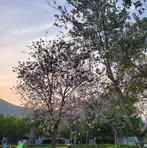 Jaden Lam - Facebook