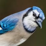 Jaden A Ledbetter - @bluejay4321 - Instagram