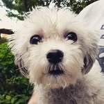 Selling Art For Shelter Dogs - @sage.jaden.art - Instagram