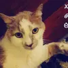 jayden.voss8 - @jayden.voss82 - TikTok