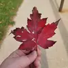 Hizfiz - @jadenwilkinson495 - TikTok
