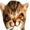 Hanh_winterkat643 - @jaden_winter5 - TikTok
