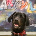 Jadyn M.S. Cox - @regal.paws.photography - Instagram