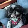 Jadyn Ware - @brubrushihtzu - TikTok