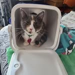 Jae Allen - @piper_the_wonder_kitty - Instagram