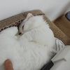 Jae cheong Yang - @jae.cheong.yang - TikTok