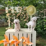 재롱잔치 - @jae_chi_ - Instagram