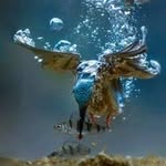 Jae Edwards - @edwards_aquatic_service - Instagram