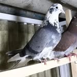 jafar javan - @jafarjavan55 - Instagram