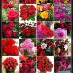 Jafar Uddin - @jafaruddin436 - Instagram