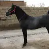 Jafari Abdi - @kurdiskhest - TikTok