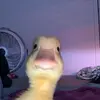 Jafet Ramirez - @jafet.ramirez52 - TikTok