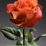 Jaffer Rizvi - @pakee.zafatima - Instagram