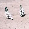 @cheema9744 - @jagucheema1 - TikTok
