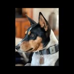 Jag Williamson, The Basenji - @jag.williamson - Instagram