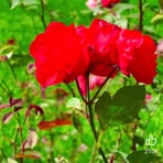Jagdish Singh - Facebook