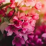 Jahanara Uddin - @jahanara.uddin.522 - Instagram
