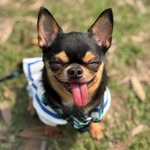 Stone Jai 石兒子 - @stonejai_chuwawawa - Instagram