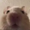 jaimee.a - @jaimee.armstrong - TikTok