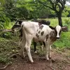 Jaime Barillas - @jaimebarillas515 - TikTok