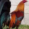 Jaime Bejarano - @jaimebejarano43 - TikTok