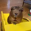 Jamie Buchanan - @jamie.buchanan4 - TikTok