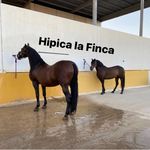 Jaime Carpenter - @hipica_lafinca - Instagram