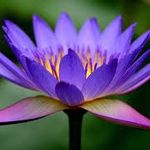 Jamie Compton - @lotus_island713 - Instagram