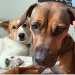 Jaime Daly Wise - @the_rescue.crew_ - Instagram