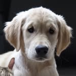 Jaime The Dog - @jaimegold - Instagram
