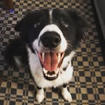 Jaime Manning - @abordercollienamedhamish - Instagram