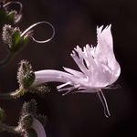 Jaime Martinez - @la_floral_experience - Instagram