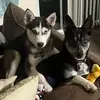 jaimemonaco4 - @jaimemonaco4 - TikTok