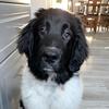Hank-the-newfie - @jaimemoon26 - TikTok