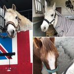 Jaime O’Neill - @j.a.o_equestrian_ - Instagram