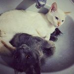 Jaime & Otto - @ottoejaime - Instagram