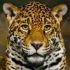 Jaime Patrick - @jpjaguar - TikTok
