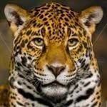 Jp Jaguar - @jaimepatrick33 - Instagram