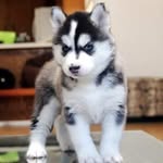 Jaime Perla - @jaime.perla.106 - Instagram