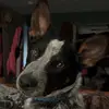 JaimeElizabeth15 - @jaimeperryman637 - TikTok