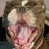 Jamie Perry - @bulldoggemum - TikTok