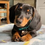Jaime C. Pierce - @dachshund._buddy - Instagram