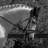 Jaime Richards - @happynessthehorse - TikTok