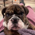 Jaime Simmons - @mr.beefy_bully_bulldog - Instagram