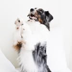 Jaime Simpson - New Life Working Dogs - @newlifeworkingdogs - Instagram